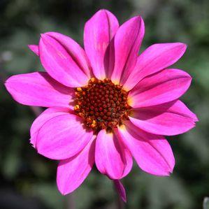 Dahlia 'Rose Quartz'