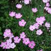 Dianthus 'Petite'