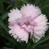 Dianthus 'Rachel'