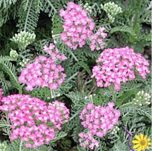 Achillea  'Oertel's Rose'