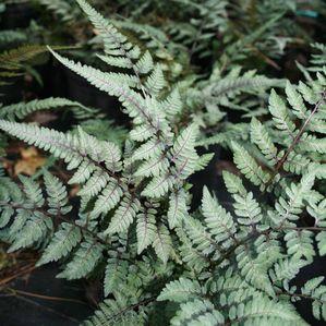 Athyrium niponicum pictum 'Burgundy Lace'