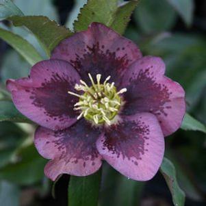 Helleborus orientalis 'Grape Galaxy'