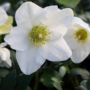 Helleborus niger 'Josef Lemper'