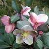 Helleborus x 'Pink Frost'