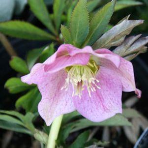 Helleborus x 'Pink Parachutes'