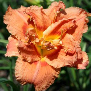 Hemerocallis 'Congo Coral'