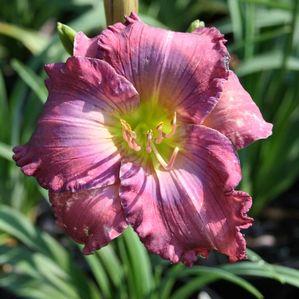 Hemerocallis 'Lavender Blue Baby'