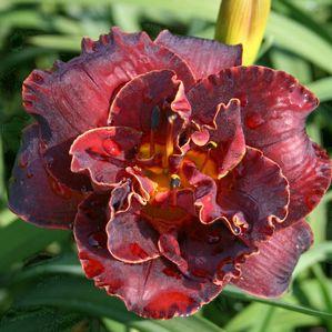Hemerocallis 'Night Embers'