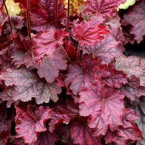 Heuchera x villosa 'Midnight Bayou'
