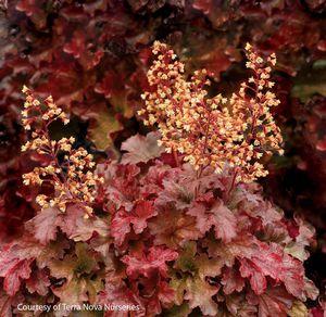 Heuchera x 'Root Beer'
