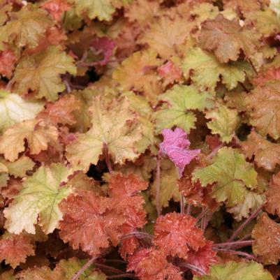 Heuchera x villosa 'Kassandra'