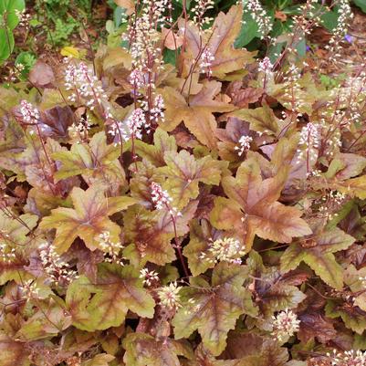Heucherella x 'Brass Lantern'