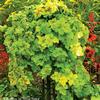 Heucherella x 'Yellowstone Falls'