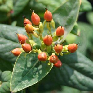 Hypericum inodorum 'Jaqueline'