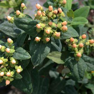 Hypericum inodorum 'Jessica'