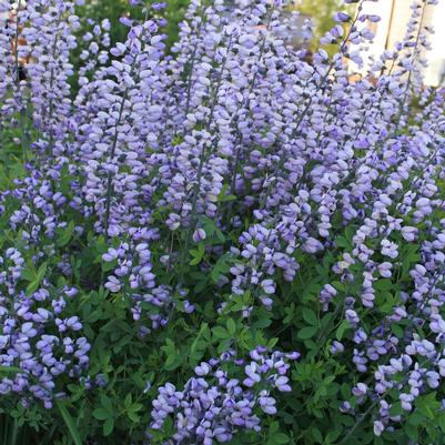 Baptisia  'Purple Smoke'