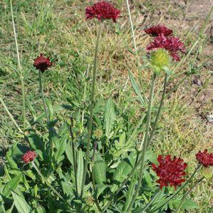 Knautia macedonica 'Mars Midget'