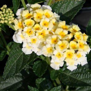 Lantana 'Sunny Side Up'