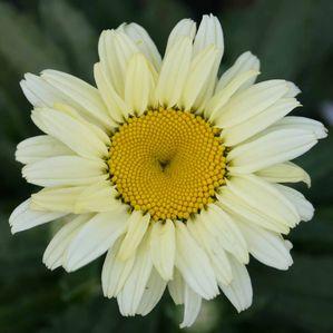 Leucanthemum x superbum 'Broadway Lights'