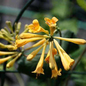 Lonicera brownii 'Honeybelle'