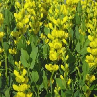Baptisia  'Screaming Yellow'