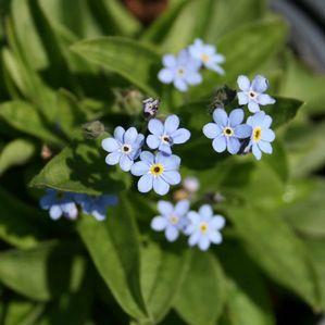 Myosotis sylvatica 'Mon Amie Blue'