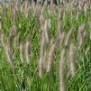Pennisetum alopecuroides 'Red Head'