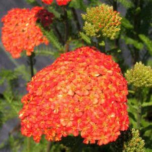 Achillea  'Orange Queen'