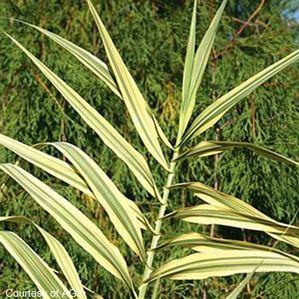 Arundo donax 'Golden Chain'