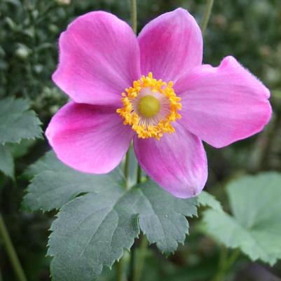 Anemone hupehensis 'Pretty Lady Diana'