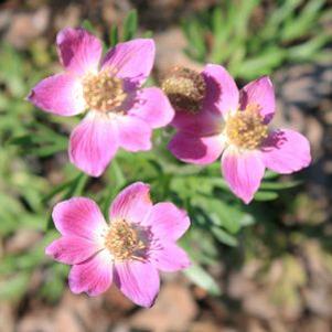Anemone multifida 'Rubra'