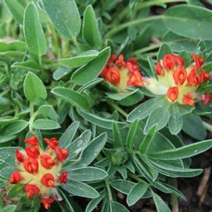 Anthyllis vulneraria 'coccinia'