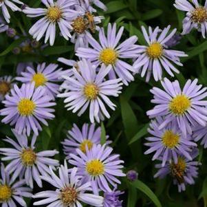 Aster novi-belgii 'Lady in Blue'