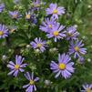Aster x 'Blue Autumn'