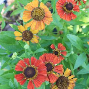 Helenium 'Red Army'