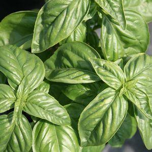 Basil 'Large Leaf Italian'
