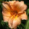 Hemerocallis 'Echoing Chimes'