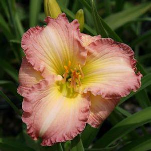Hemerocallis 'Frosted Vintage Ruffles'