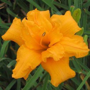 Hemerocallis 'Prester John'