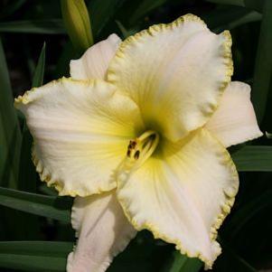 Hemerocallis 'Spacecoast Scrambled'