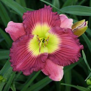 Hemerocallis 'Super Honor'