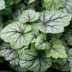 Heucherella x 'Blue Ridge'