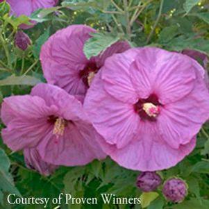 Hibiscus 'Berrylicious'