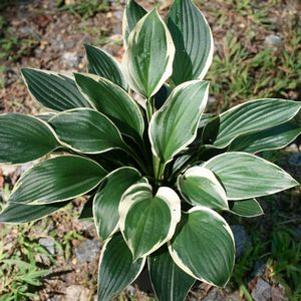 Hosta 'Blazing Saddles'