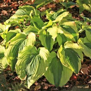 Hosta 'Goodness Gracious'