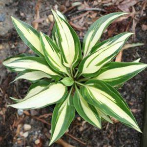 Hosta 'Moonstruck'