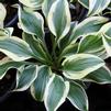 Hosta 'Pilgrim'
