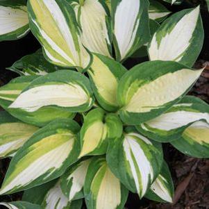 Hosta 'Vulcan'