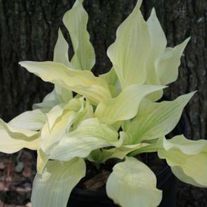 Hosta 'White Feather'