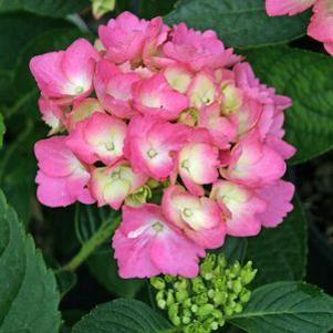 Hydrangea macrophylla 'Mathilde Gutges'